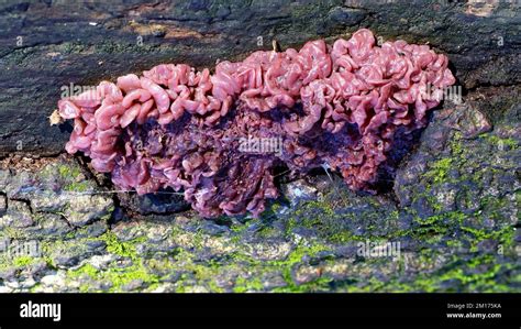 Purple Jellydisc Fungus Ascocoryne Sarcoides On Log Stock Photo Alamy