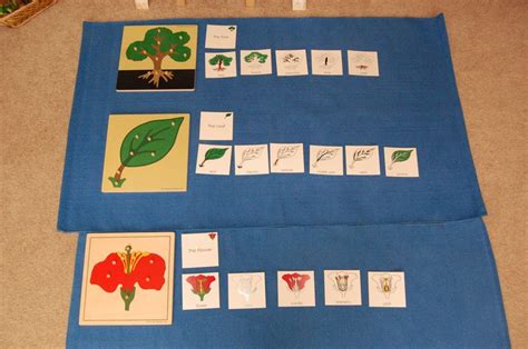 Botany Nomenclature Teaching Preschool Montessori Activities Montessori