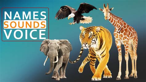 Animal Names And Sounds Jungle Animals Sounds Harisword
