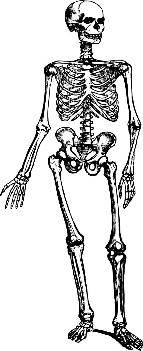 The spinal cord which controls over 10 billion nerve cells is less than two feet in length and its diameter is. Human Skeleton Free Stock Photo - Public Domain Pictures
