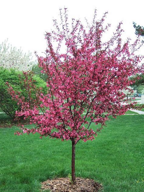 Royal Raindrops Crabapple Crabapple Tree Trees To Plant Outdoor Flowers