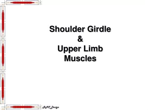 Ppt Shoulder Girdle And Upper Limb Muscles Powerpoint Presentation Id