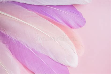 Pink Feathers On Pastel Background Stock Image Image Of Fashion