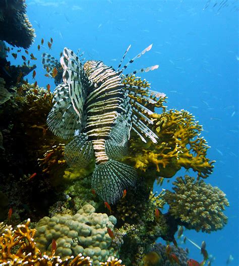 무료 이미지 바다 동물 암초 이집트 유독 한 서식지 사냥꾼 열대 수중 세계 빨간 불 물고기 스쿠버 다이빙