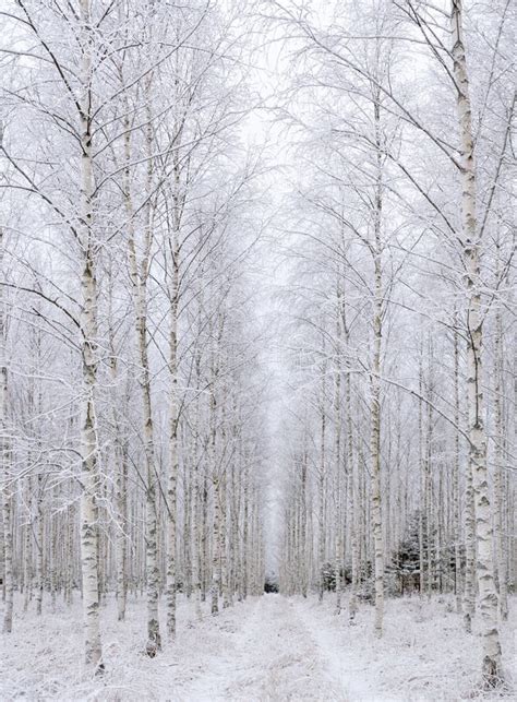 Birch Tree In Winter Stock Image Image Of Covered Scandinavia 135675859