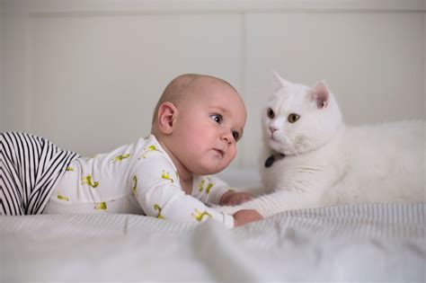 Heart Melting Photos Of Cats With Babies Womans World