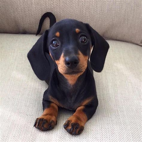 We did not find results for: Pin on SAUSAGE DOGS