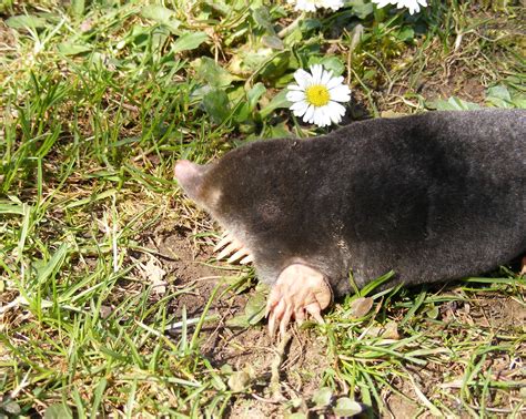 Mole History And Some Interesting Facts