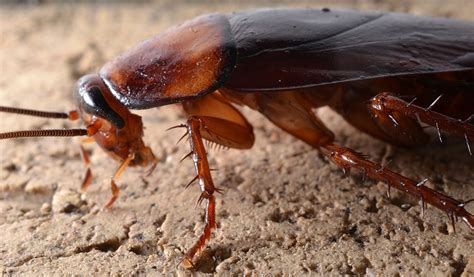 Old island pest control offers professional & affordable pest control services in victoria bc, duncan bc, nanaimo & more. cockroach pictures nyc, bronx, brooklyn, queens and long ...