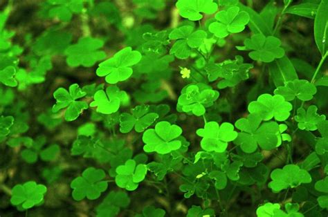 Free Download Clovers Wallpaper Holiday Wallpapers 2149 1366x768 For