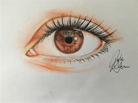 How To Draw A Human Eye Vrogue Co