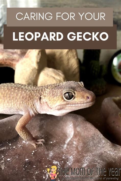Caring For A Leopard Gecko All You Need To Know The Mom Of The Year
