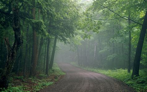 Free Download Road Through Foggy Forest Wallpaper 6204 1920x1200 For