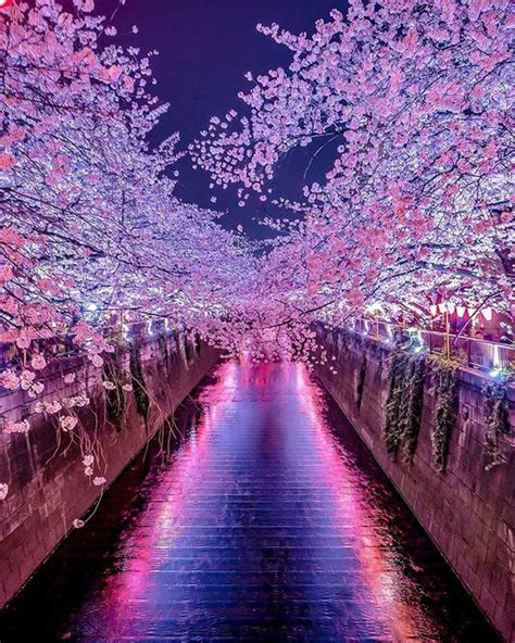 El Festival Sakura En Japón