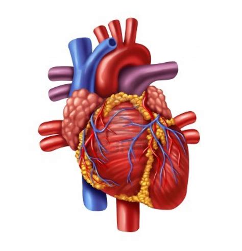 Anatomia Del Corazon Humano Imagenes