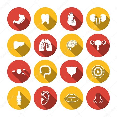 Human Organs Icons ⬇ Vector Image By © Macrovector Vector Stock 53479173