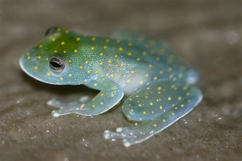 Twinkle Twinkle Little Frog Featured Creature