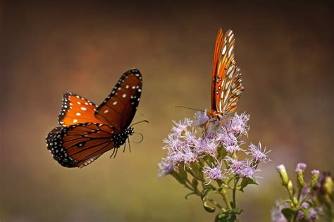 Abundance Of Painted Lady Butterflies In Migration Canyon News