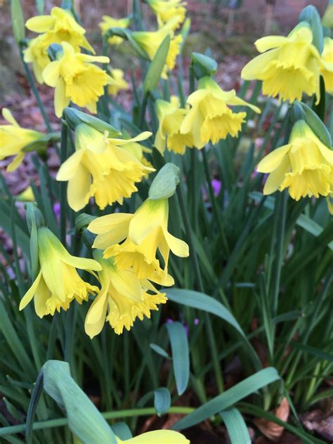 Narcissus ‘cedric Morris Morlas Plants