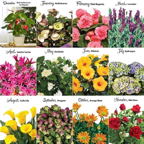 What is interesting about them? Flower of the Month Club | Brecksgifts.com