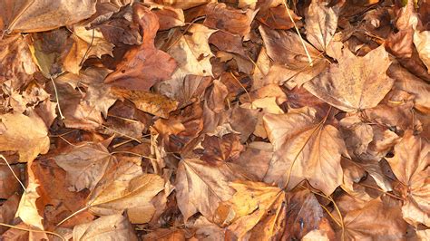 Pile of Brown Dried Leaves · Free Stock Photo