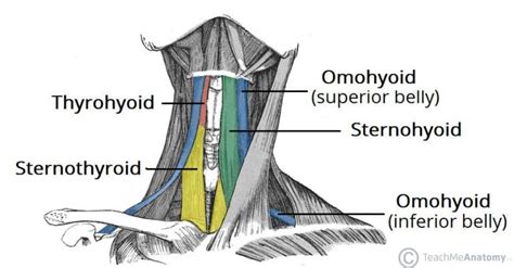 Muscles Of The Larynx Intrinsic Extrinsic Teachmeanatomy