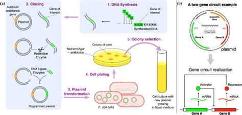 A Basic Steps Of Genetic Engineering In Step 1 A Gene Of Interest