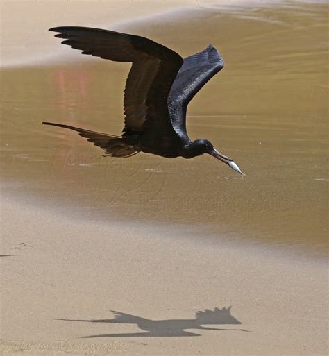 Frigate Bird Photo Wp39841