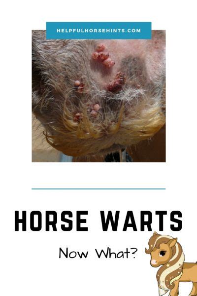 Warts In Young Horses Helpful Horse Hints