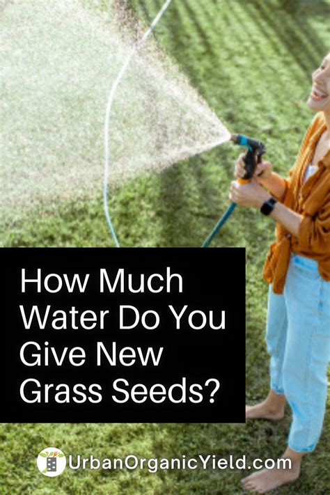 You Just Overseeded Your Lawn With New Grass Seeds Learn How To And