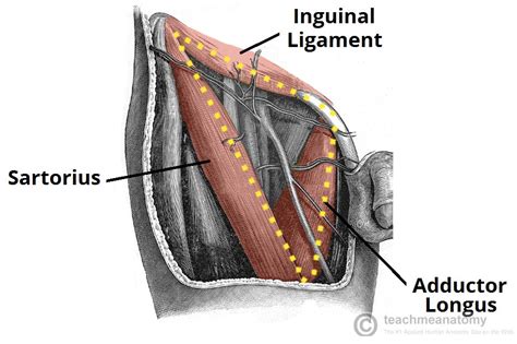 The Femoral Triangle Borders Contents Teachmeanatomy