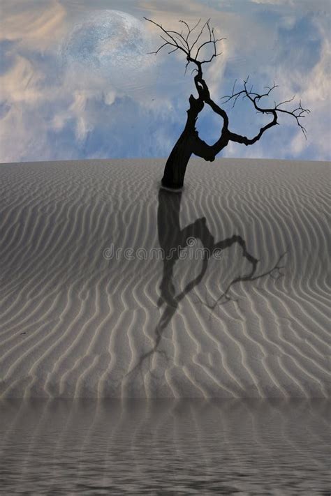 Water In Desert With Tree Stock Photo Image Of Lonely 11563476