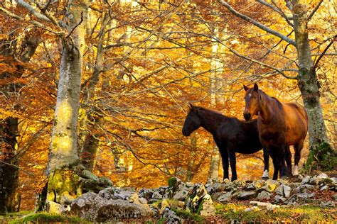 Wild Horses In A Beautiful Autumn Woods Horses Instagram Italy