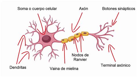 Partes De La Neurona