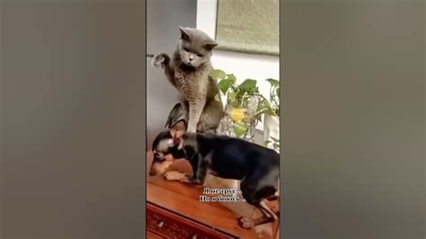 Кот бьет собаку за то что она съела у него корм 😄 Youtube