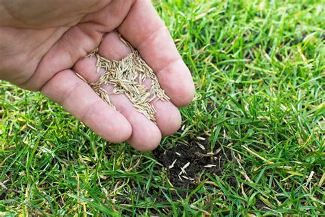 How To Spread Bermuda Grass Seed