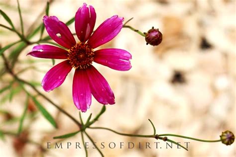 14 Delightful Early Summer Flowering Perennials Empress Of Dirt