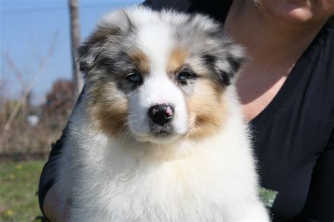 Si tratta di un cane affidabile, dalla taglia medio grande, tanto potente quanto veloce. La razza del pastore australiano
