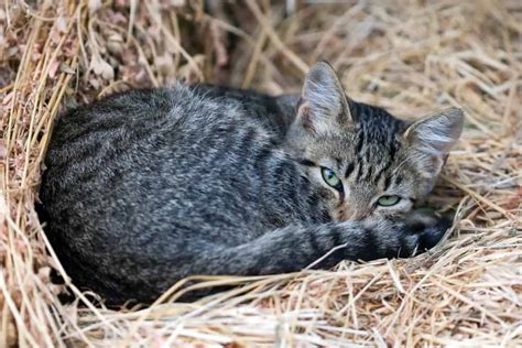 7 Massive Benefits Of Keeping Barn Cats In Your Homestead