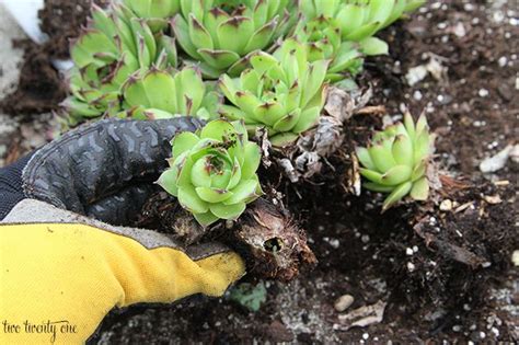 Hens And Chicks Plant Care And Grow Guide How To Care And Grow