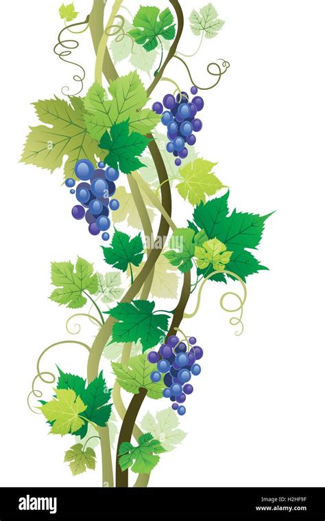 Grapes Growing Vineyard Stock Vector Images Alamy