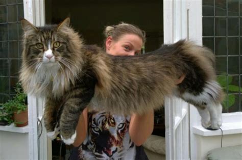 Kucing maine coon ini berasal dari amerika serikat, tepatnya dari daerah bernama maine. Kelakuan kucing maine coon