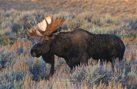 Biggest Moose On Record Largest Bull Moose Moose Pictures Bull