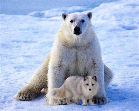 25 Little Known Facts About Arctic Foxes Adorable Animals Polar