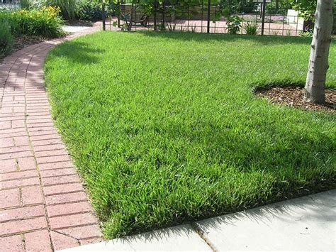 Quiet Cornertall Fescue Grass For Lawn Quiet Corner