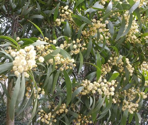 Acacia Melanoxylon Trees And Shrubs Online
