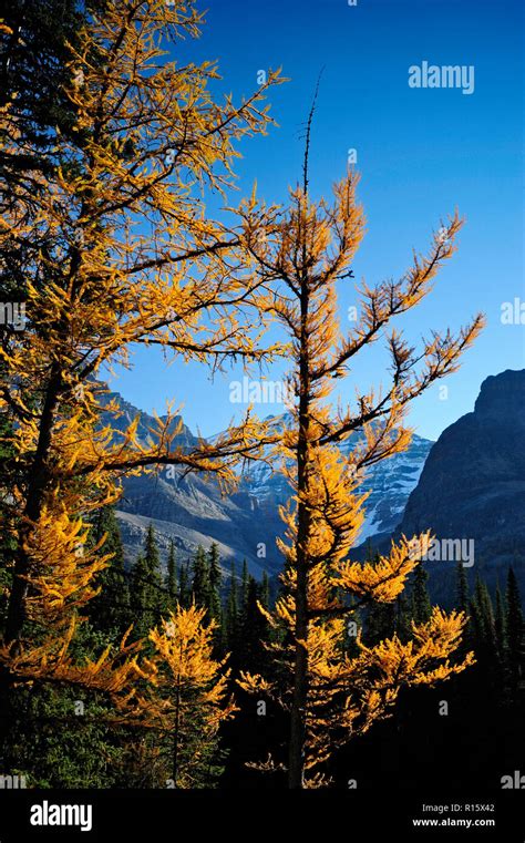 Autumn Western Larches Larix Occidentalis And Mt Lefroy On The Big