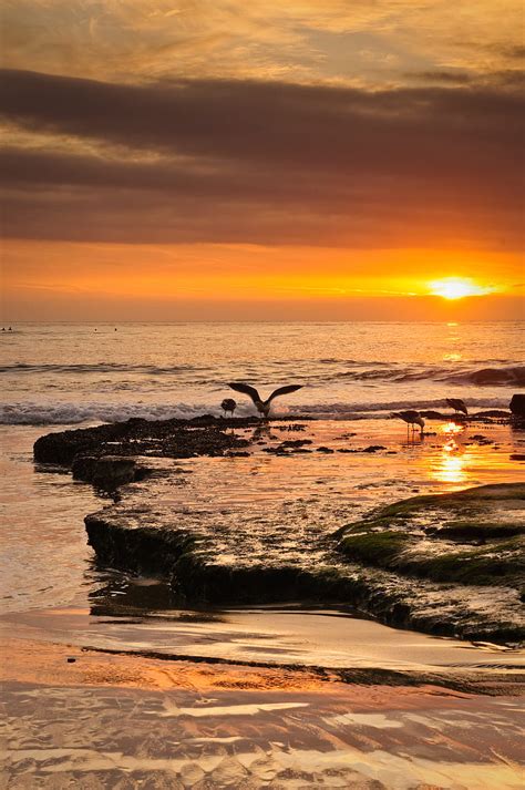 Coast Seascape Sunset Sea Evening Waves Clouds Seagulls Hd