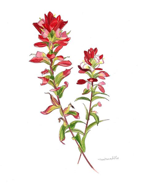 We did not find results for: This item is unavailable | Etsy | Indian paintbrush ...
