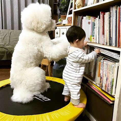 Cuteness Overload One Year Old Girl And Her Giant Poodle Bff Will